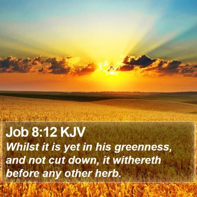 Job 8:12 KJV Bible Verse Image