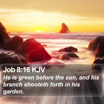 Job 8:16 KJV Bible Verse Image