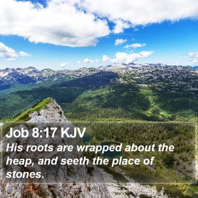Job 8:17 KJV Bible Verse Image