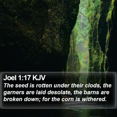 Joel 1:17 KJV Bible Verse Image