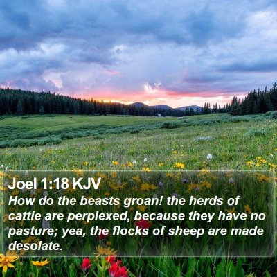 Joel 1:18 KJV Bible Verse Image