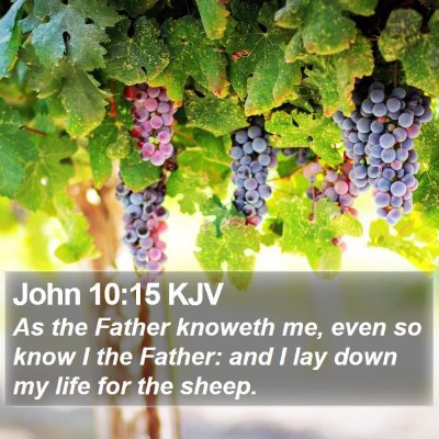 John 10:15 KJV Bible Verse Image