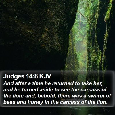 Judges 14:8 KJV Bible Verse Image