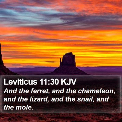 Leviticus 11:30 KJV Bible Verse Image