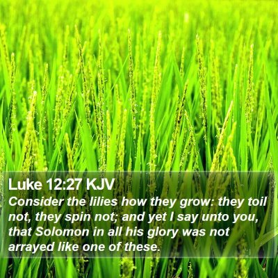 Luke 12:27 KJV Bible Verse Image