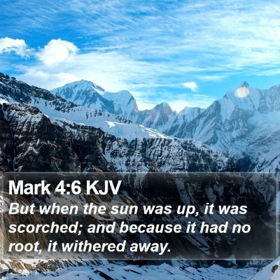 Mark 4:6 KJV Bible Verse Image