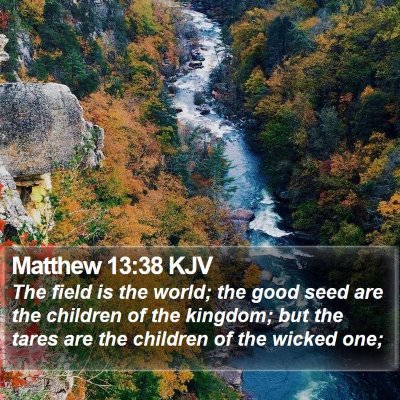 Matthew 13:38 KJV Bible Verse Image