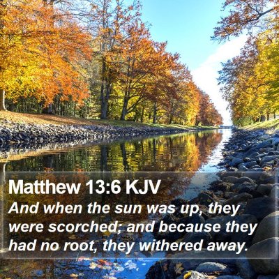 Matthew 13:6 KJV Bible Verse Image