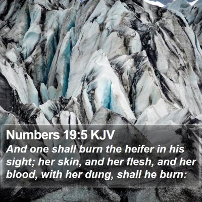 Numbers 19:5 KJV Bible Verse Image