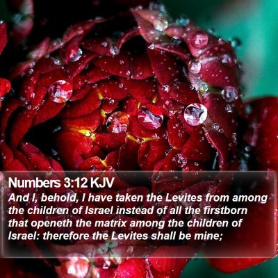 Numbers 3:12 KJV Bible Verse Image
