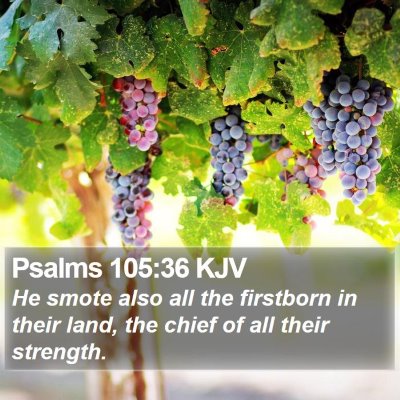 Psalms 105:36 KJV Bible Verse Image