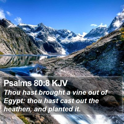 Psalms 80:8 KJV Bible Verse Image