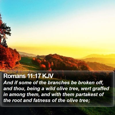 Romans 11:17 KJV Bible Verse Image