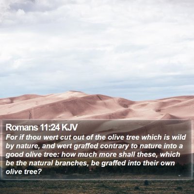 Romans 11:24 KJV Bible Verse Image