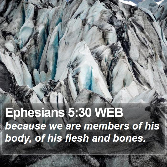 Ephesians 5:30 WEB - because we are members of his body, of his flesh - Bible Verse Picture