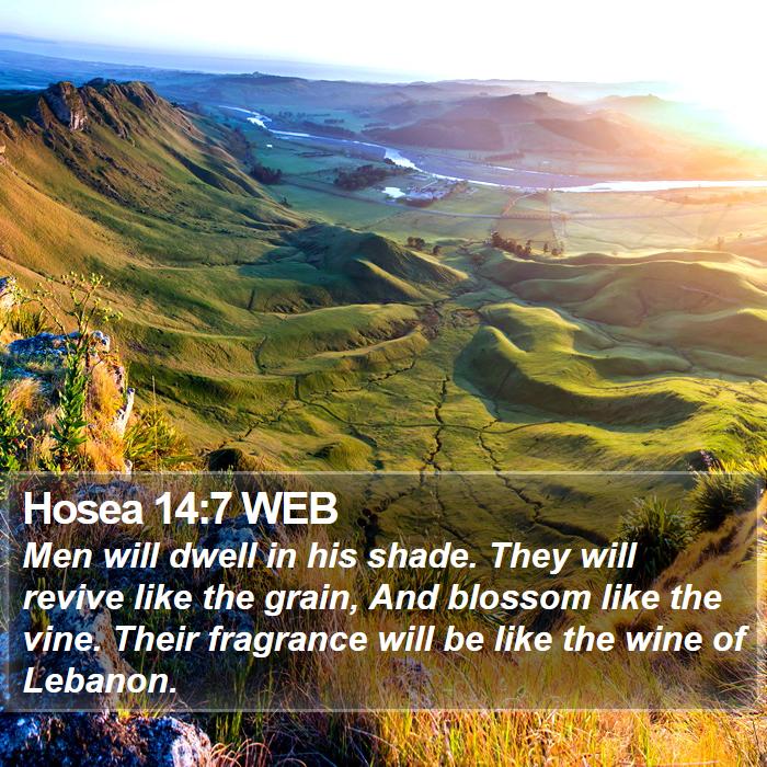 Hosea 14:7 WEB - Men will dwell in his shade. They will revive - Bible Verse Picture